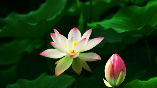 Lotus flower