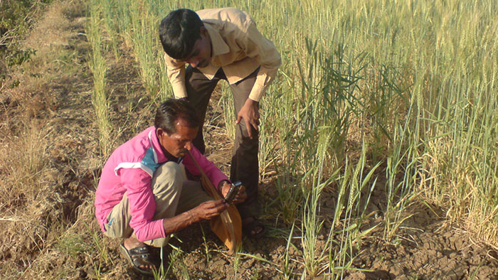 Mobile use in a field in India